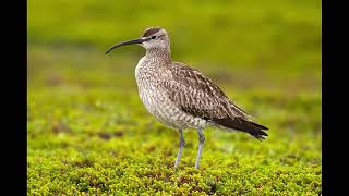 Whimbrel Bird Sound [upl. by Eikcid]