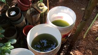 How to grow Green Water Algae [upl. by Krystal]