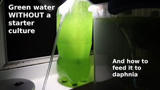 Green Water WITHOUT a Starter Culture  From Scratch  How To [upl. by Iniretake]