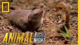 Psycho Shrew vs Scorpion  Animal Fight Night [upl. by Ettigirb228]