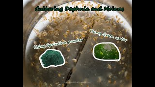 How To Culture Daphnia and Moinas using Green Water Spirulina powder [upl. by Hedva]