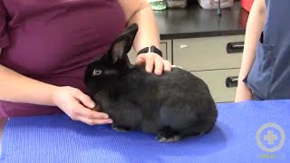 Exam Tips for Handling Rabbits [upl. by Mosira]