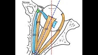 Extraocular muscles tutorial [upl. by Monaco]