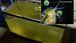 Raising Daphnia for the Freshwater Aquarium [upl. by Ingar]