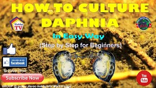 HOW TO CULTURE DAPHNIA In Easy Way [upl. by Teirrah]