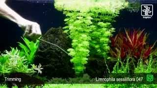 Limnophila sessiliflora [upl. by Eiroj]