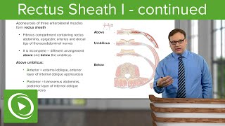 Rectus Sheath continued – Anatomy  Lecturio [upl. by Einimod]