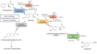 Catecholamine Biosynthesis Pathway [upl. by Drisko]