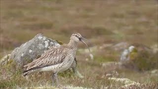 Whimbrel Calling [upl. by Shum]